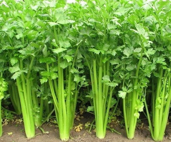  Pētersīļu sēklas “Laica” – spēcīgi, aromātiski un augstražīgi pētersīļi Tavam dārzam